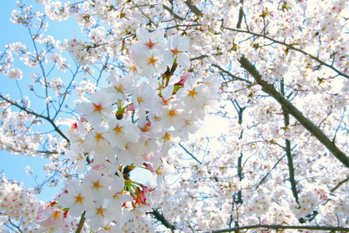 ileftmyheartintokyo: 桜花 by tenpadego on Flickr.