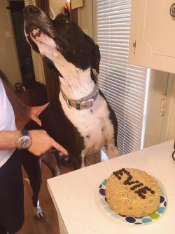 awwww-cute:  Its a dog-friendly cake but she’s still asking if it’s really for her. Yes it is sweet girl :) (Source: https://ift.tt/2MR9sTh)