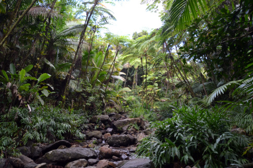 El Yunque National Forest, Puerto Rico.