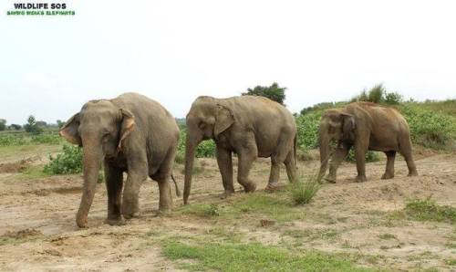  For all our supporters who couldn’t make it to our latest #webinar on our rescued elephants, 