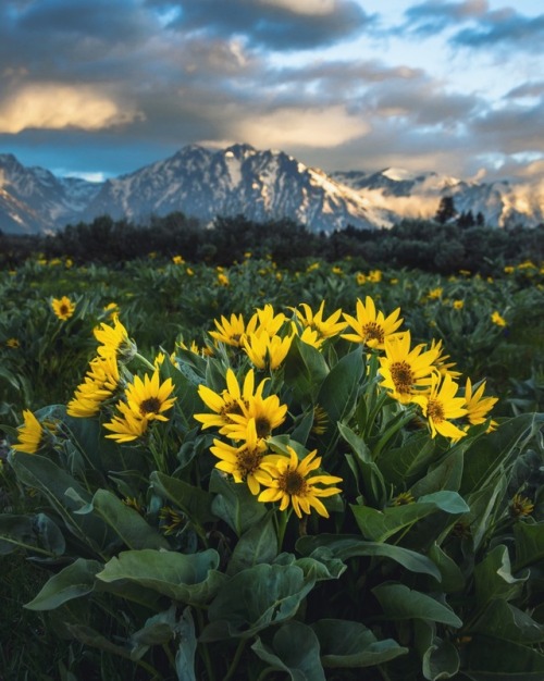 Wildflowers &amp; mountains @zeisenhauer