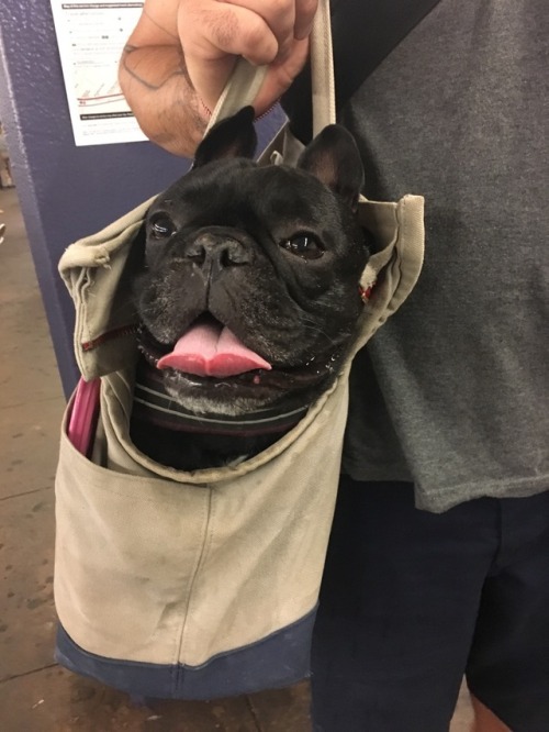 buckythefrenchy:Have you seen a happier little dude? Have you?