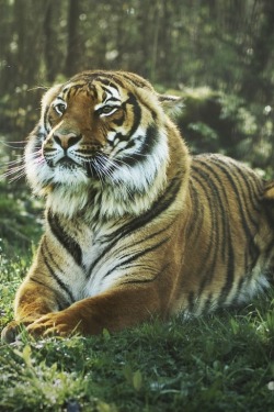 0ce4n-g0d:  - Panthera tigris jacksoni - | Salomé