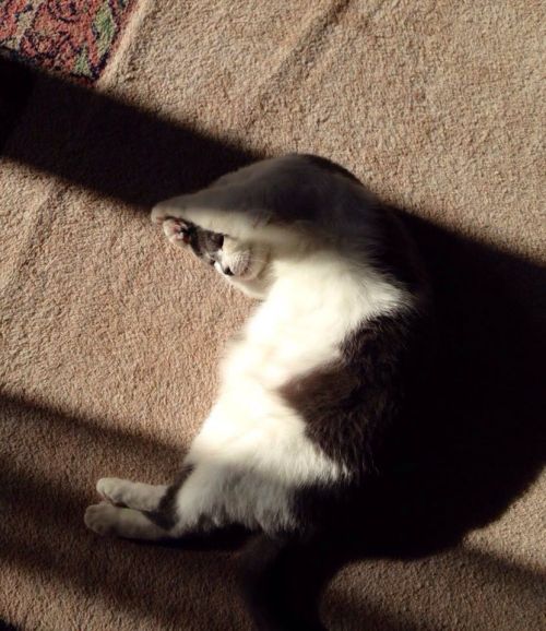 catsbeaversandducks:  The Sunbeam Has Claimed porn pictures