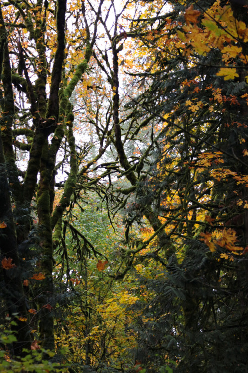 comoxphotography: Coastal rainforest.