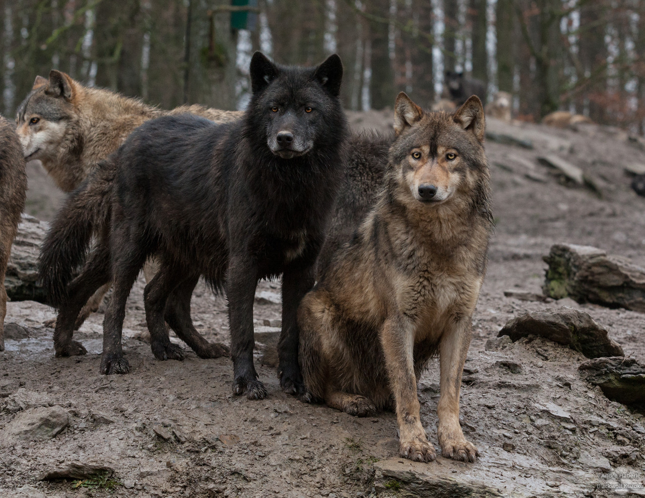 her-wolf:  Hey Honey! He’s taking an picture of us!  