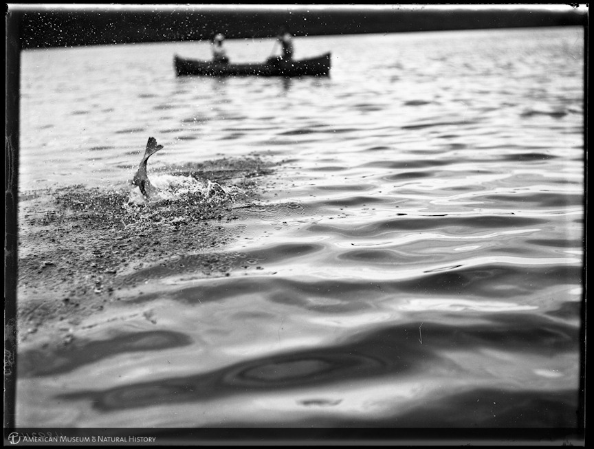 “Fish jumping, Turners River, Florida”
This beautiful photo was taken by Julian A. Dimock in 1908. Dimock, who donated over 3,400 photographic negatives to the Museum in 1920, traveled the Southern states over many years during Museum funded trips to...