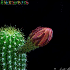 randomweas:  Flores Raras -Florecimiento de Cactus-