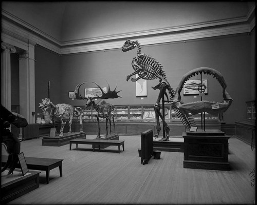 Irish Deer or Elk, Hadrosaur, and other fossil skeletons by The Field Museum Library on Flickr.