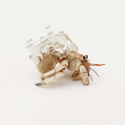 Translucent Hermit Crab Shells by Japanese artist Aki Inomata.