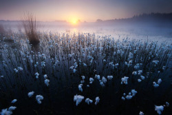 tulipnight:  Goodnight cotton by Andrew George 