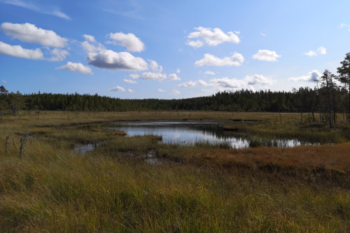 Fräkensjömyrarna nature reserve, Värmland, Sweden. September, 2020.