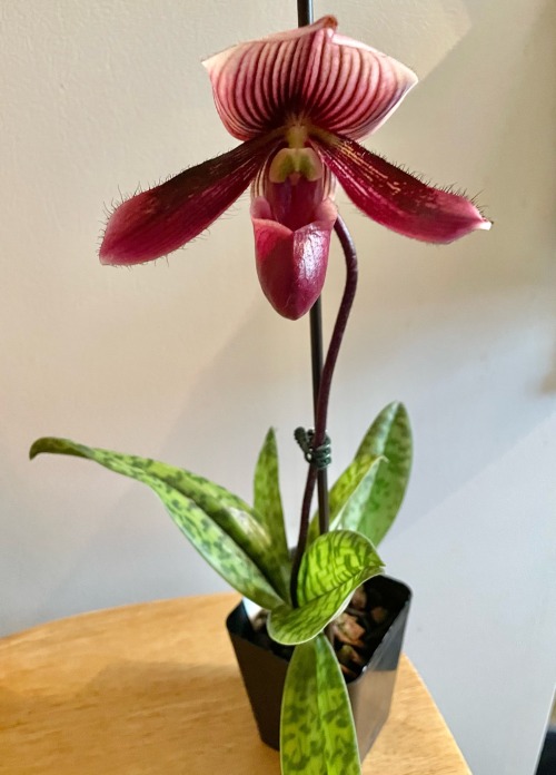 A tropical slipper orchid: Paphiopedilum Maudiae, the color of burgundy wiine