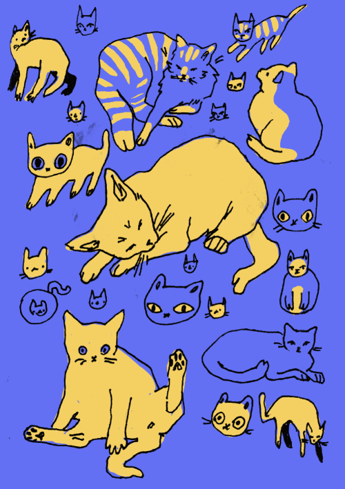 turnipot:there were dogs so now its time for some cats