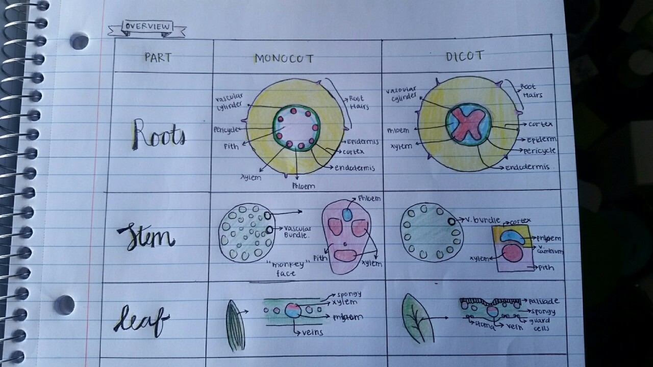 Plant Anatomy Monocot Dicot Comparison Chart Note Ology Note Plant Anatomy Monocot Dicot Comparison Chart Note Ology Note