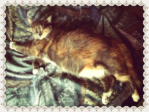 my cat is ultimate beauty catfat meow meow v.3.0 princess of all things wonderful and stinky all hai