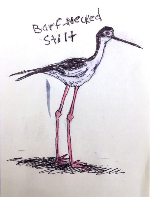 Barf-necked StiltThis is a black and white shorebird with long, stick-thin red legs that are way, wa