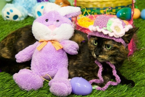 Look at my Easter babies! The shit my animals put up with, I swear. This was a fundraiser for the ca
