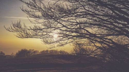  #Lisca #Slovenia #landscape #nature #sunshine #branches #latergram #igslovenia