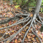 fadingvoidgarden