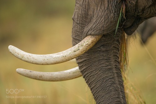 IVORY ON ELEPHANTS by JacoMarx