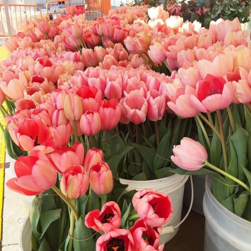 louweezwee:It’s like a giant tulip field at the Farmers Market today.by ohhappyday ift.tt/1TK