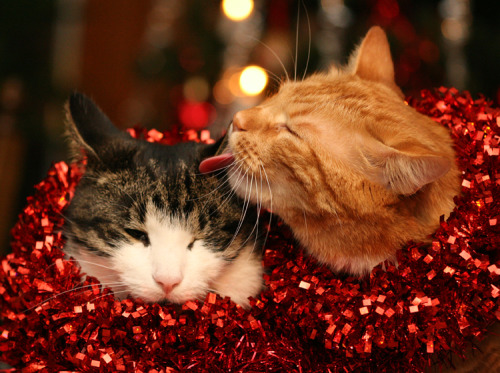 xochristmas: winterwonderlandthings: cat-parlour: Merry Christmas from Shogo and Sasuke ♡ If you lov