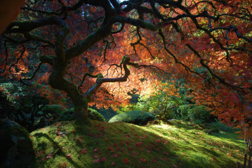 by-grace-of-god:  Changing seasons of the much photographed maple tree at Portland’s Japanese Garden 