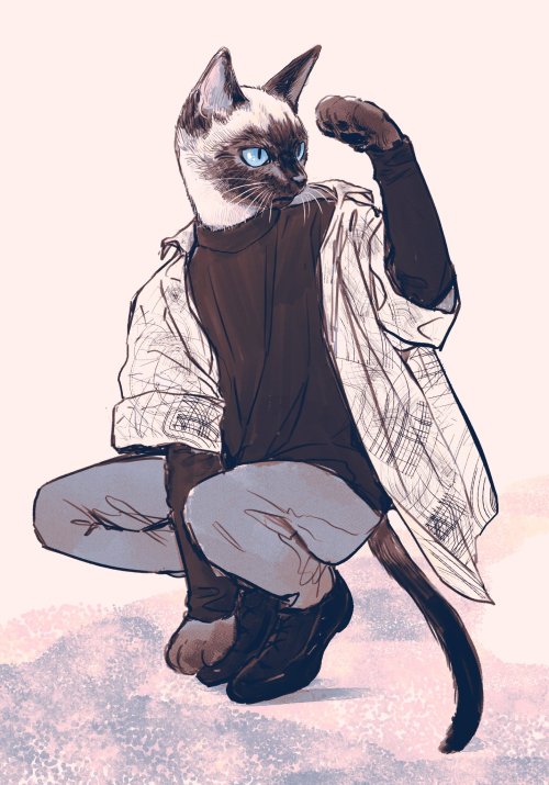 birries:siamese cat