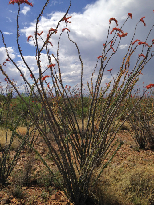 Ocotillo (Fouquieria splendens), Santa Rita foothills, Pima County, Arizona.