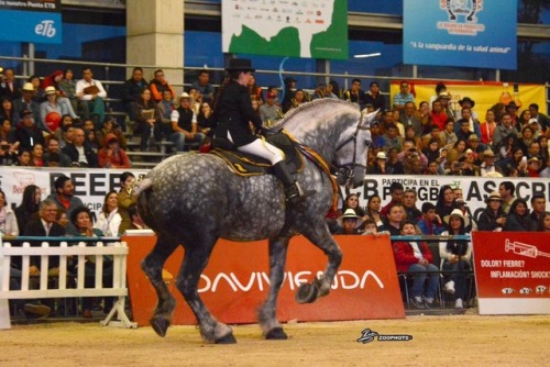 all-the-horses: Pay Per View (AKA High Calibre Pay Per View) By Pleasant View King Percheron, Stallion 19hh Born 2007 