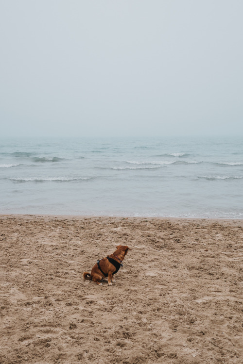 Foggy Dog Beach with Callie