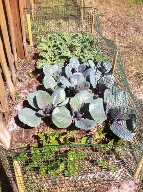 birchandbeads:Cabbages and kale are getting pretty big!We’ve been trimming them and eating the leave