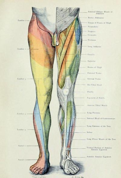 Skin Dermatomes Hot Sex Picture