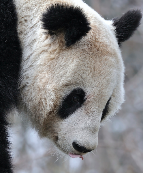 origiual:  Source: http://500px.com/photo/30248003 