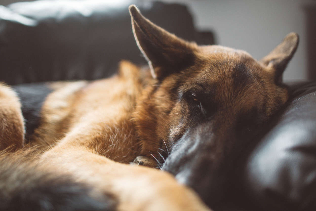 if-people-were-rain:  I really fricking love my dog.
