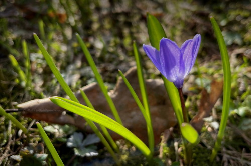 Spring colors