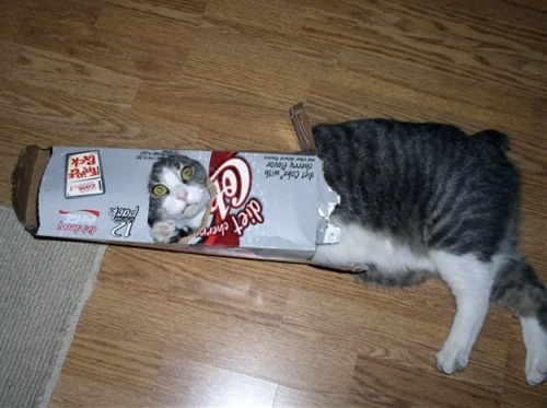 bumble-babe: evilhasnever: thecatdogblog: Cats in places they 104% shouldn’t be, from Buzzfeed