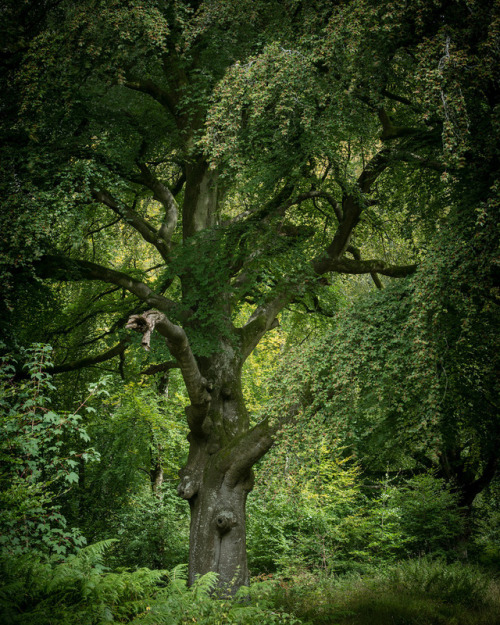 wanderthewood:Savernake Forest, Wiltshire, England by J R Oliver
