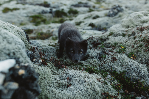 chriskerksieck: Loki The Fox, 2015. There are some memories that bring tears to my eyes. I reme