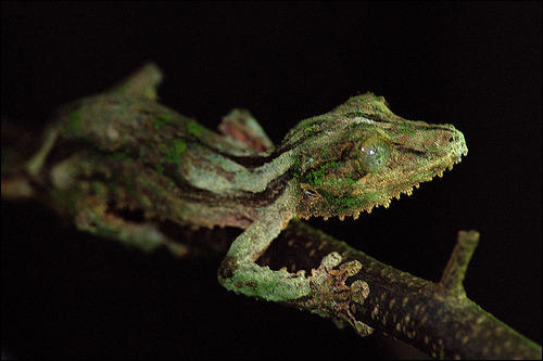 Uroplatus fimbriatus.