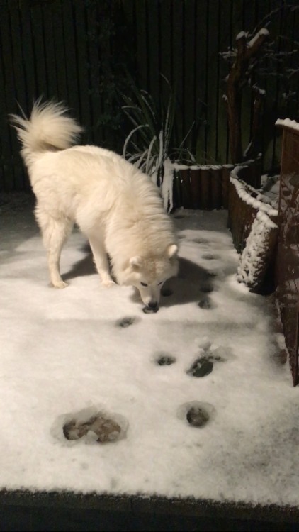 cloudthesamoyed:  cloud being confused at snow. and eating it  