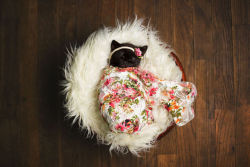 archiemcphee: Today we learned what happens when a professional photographer, who often works on newborn baby photoshoots, gets a brand new kitten. That’s right, Newborn Kitten Photoshoot! Michigan-based photographer Kitty Lee, of Kitty Lee Photography,