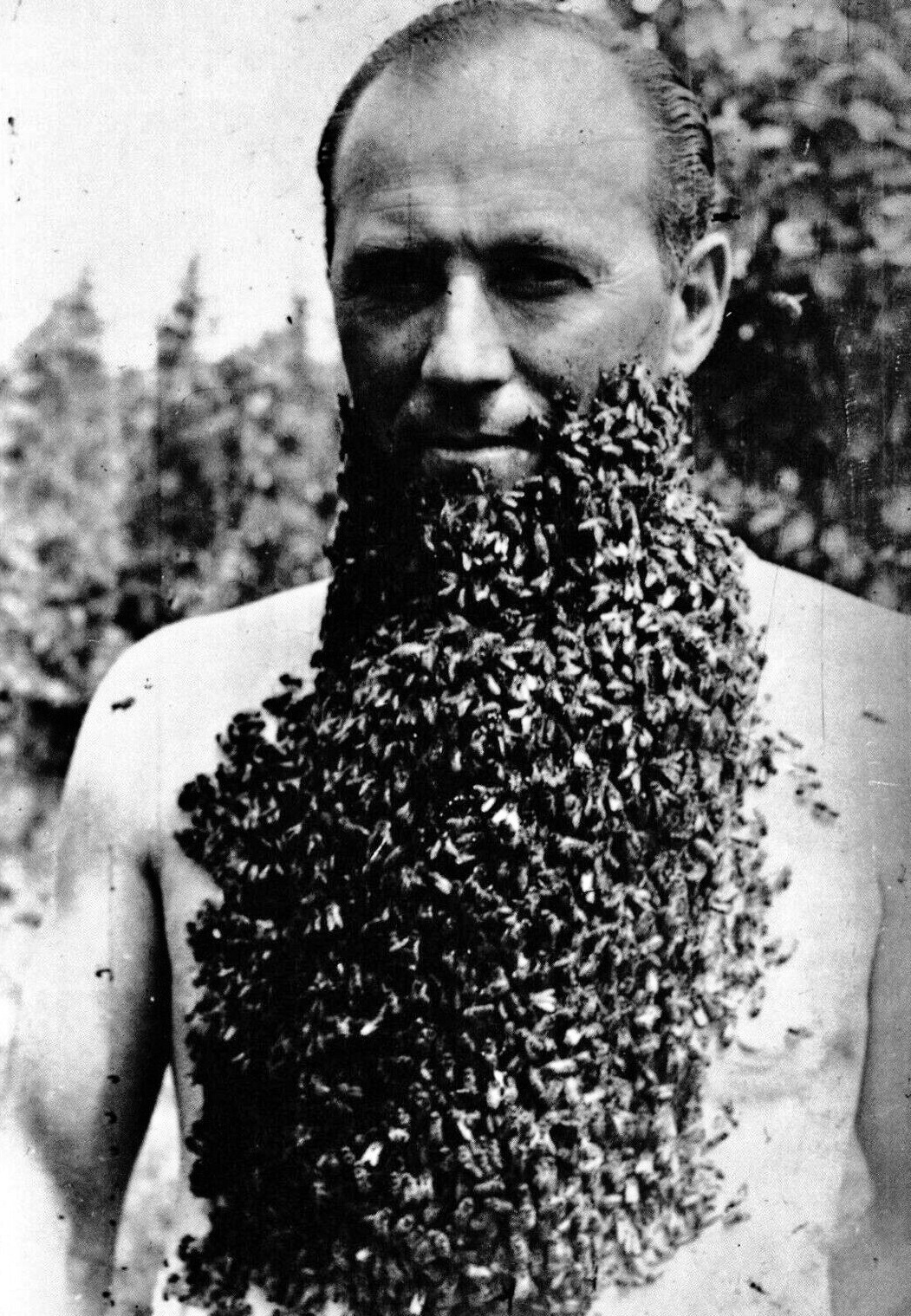 Barbe abeilles, Celeste Antoniucci de Mar del Plata, Argentine, 1960.