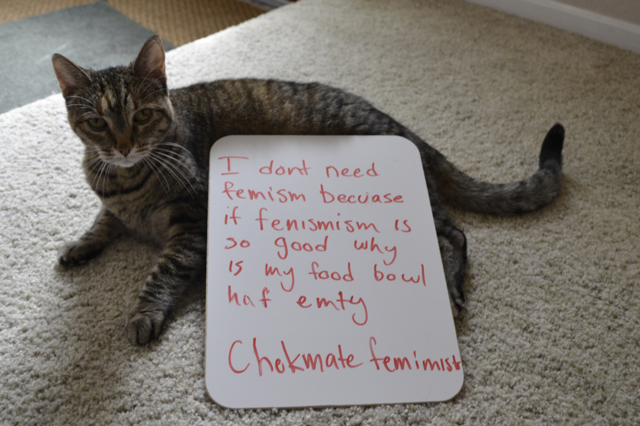 Кошки как справиться. Кошка справлялась с заданиями. I Love Cats and feminism.