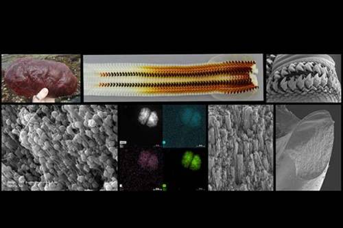 Ultrahard chiton teeth discovery offers clues to next-generation advanced materialsThe teeth of a mo