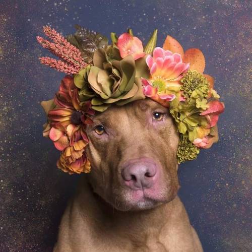 equanimity-in-the-stars:ithelpstodream:Flower Power: Pit Bulls of the RevolutionYes. This is the kin