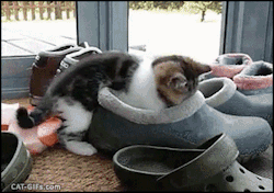 catsdogsgifs:  http://catsdogsgifs.tumblr.com/