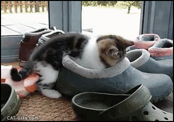 catsdogsgifs:  http://catsdogsgifs.tumblr.com/
