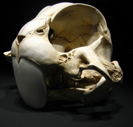 sixpenceee:  Korean artist Hyungkoo Lee imagines what may lie beneath the skins of
